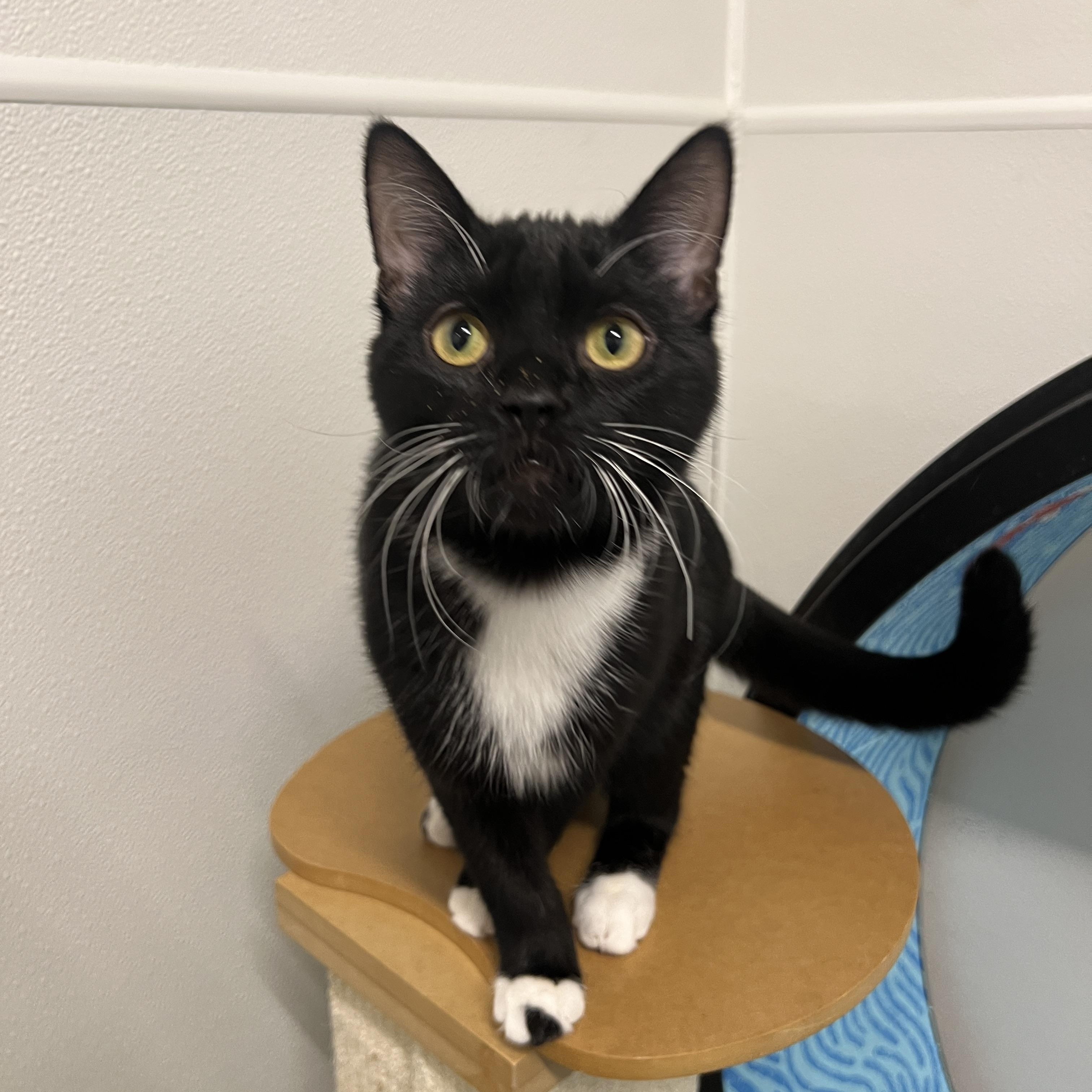 Enlarge Grover, a Adoptable Domestic Short Hair in Frankenmuth, MI image 3/5