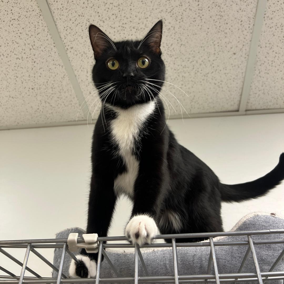 Grover, an adoptable Domestic Short Hair in Frankenmuth, MI image 2/5
