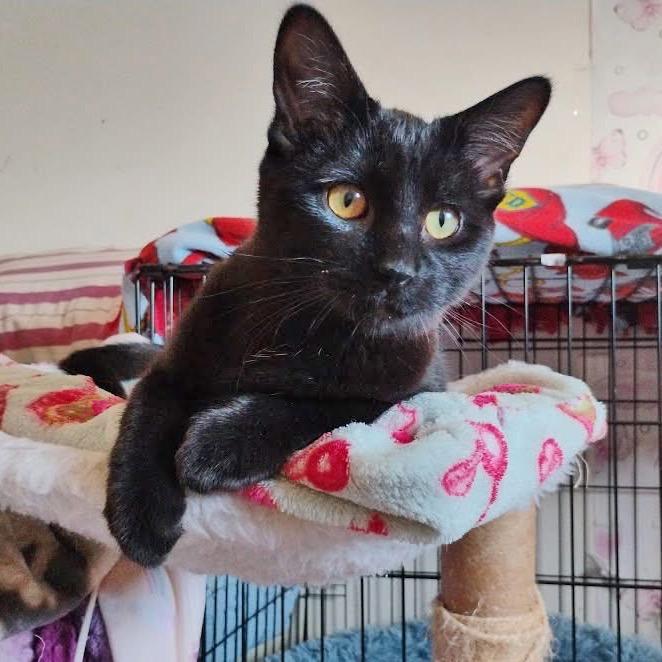 GiGi — thumbnail 2