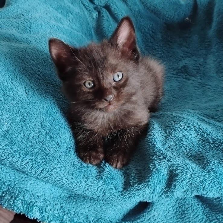 GiGi — thumbnail 4