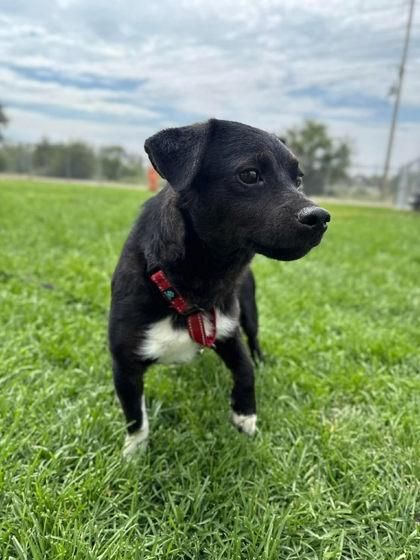 Enlarge Scrapino `Scraps`, a Adoptable mixed breed in Scottsbluff, NE image 1/3