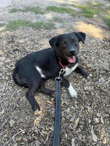 Enlarge Scrapino `Scraps`, a Adoptable mixed breed in Scottsbluff, NE image 2/3