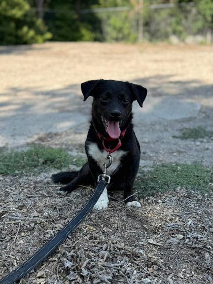 Enlarge Scrapino `Scraps`, a Adoptable mixed breed in Scottsbluff, NE image 3/3