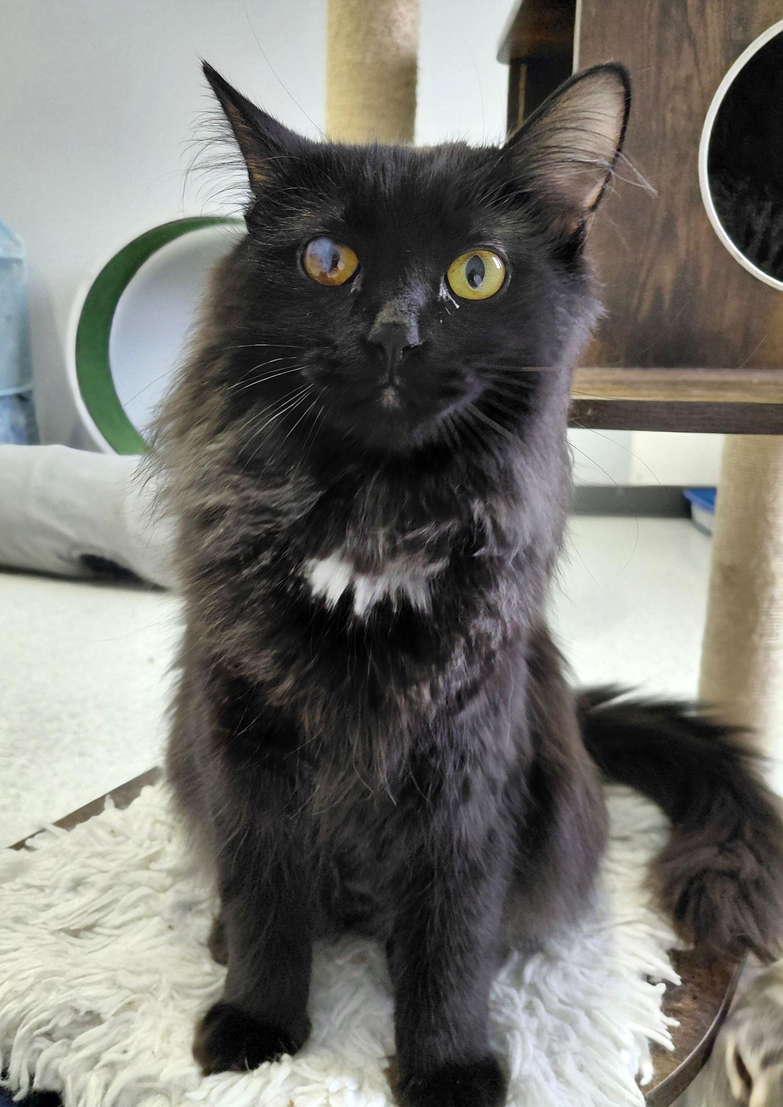 Patch, Adoptable, Kitten Female Domestic Medium Hair.