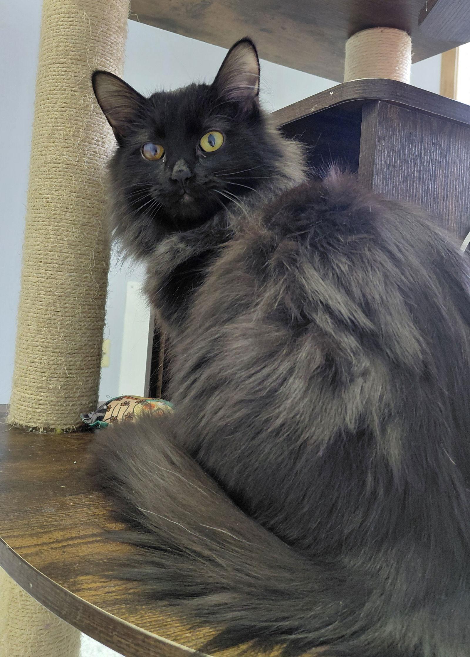 Enlarge Patch @ The Cat's Brew, a Adoptable Domestic Medium Hair in Montello, WI image 2/3