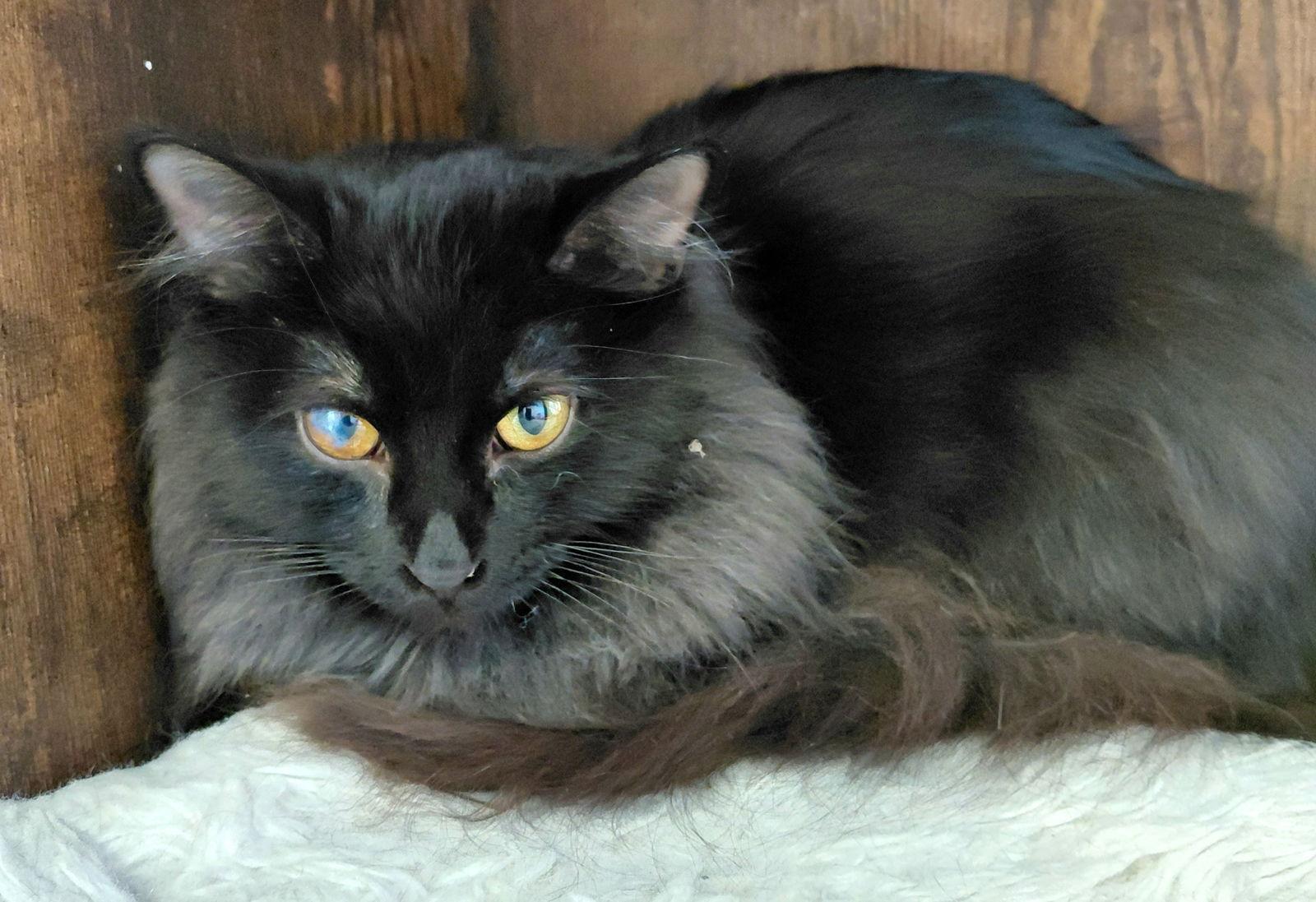 Enlarge Patch @ The Cat's Brew, a Adoptable Domestic Medium Hair in Montello, WI image 3/3