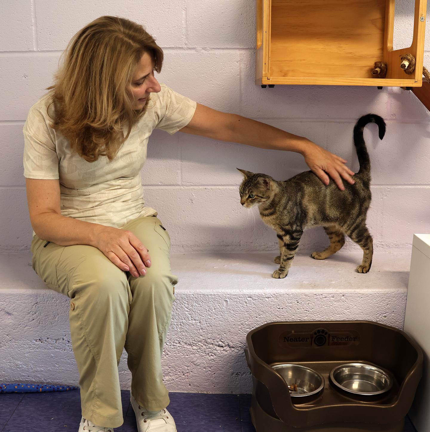 Enlarge Fudge, a Adoptable Domestic Short Hair in Harrison, NY image 5/6