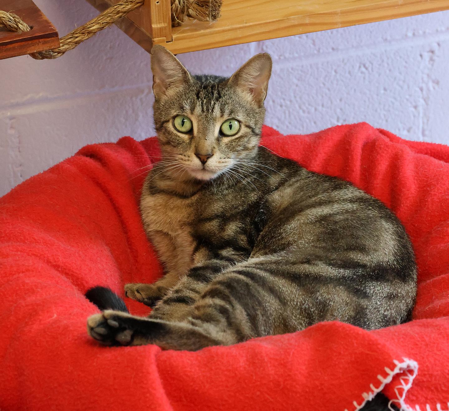 Enlarge Fudge, a Adoptable Domestic Short Hair in Harrison, NY image 6/6