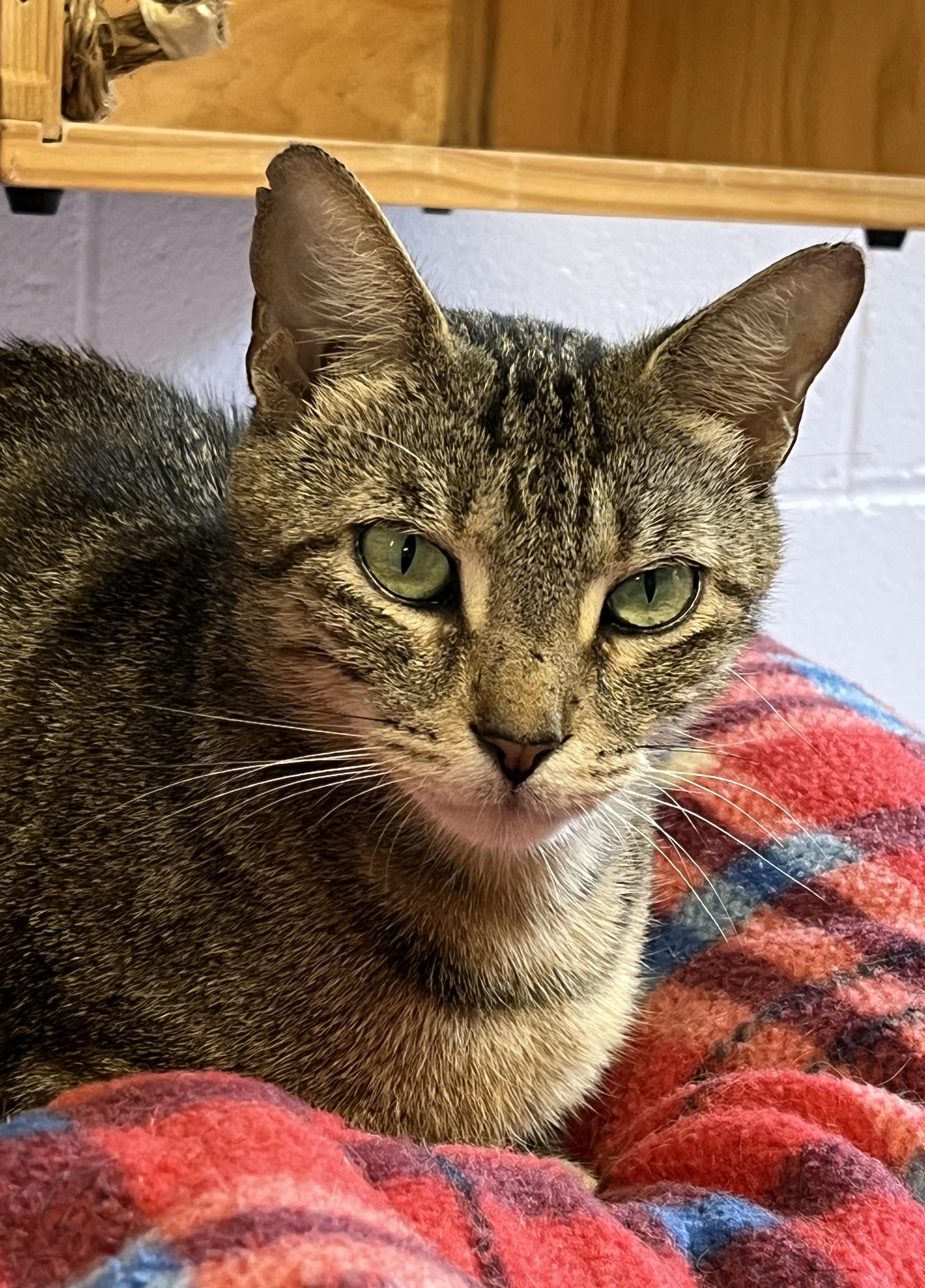 Enlarge Fudge, a Adoptable Domestic Short Hair in Harrison, NY image 4/6