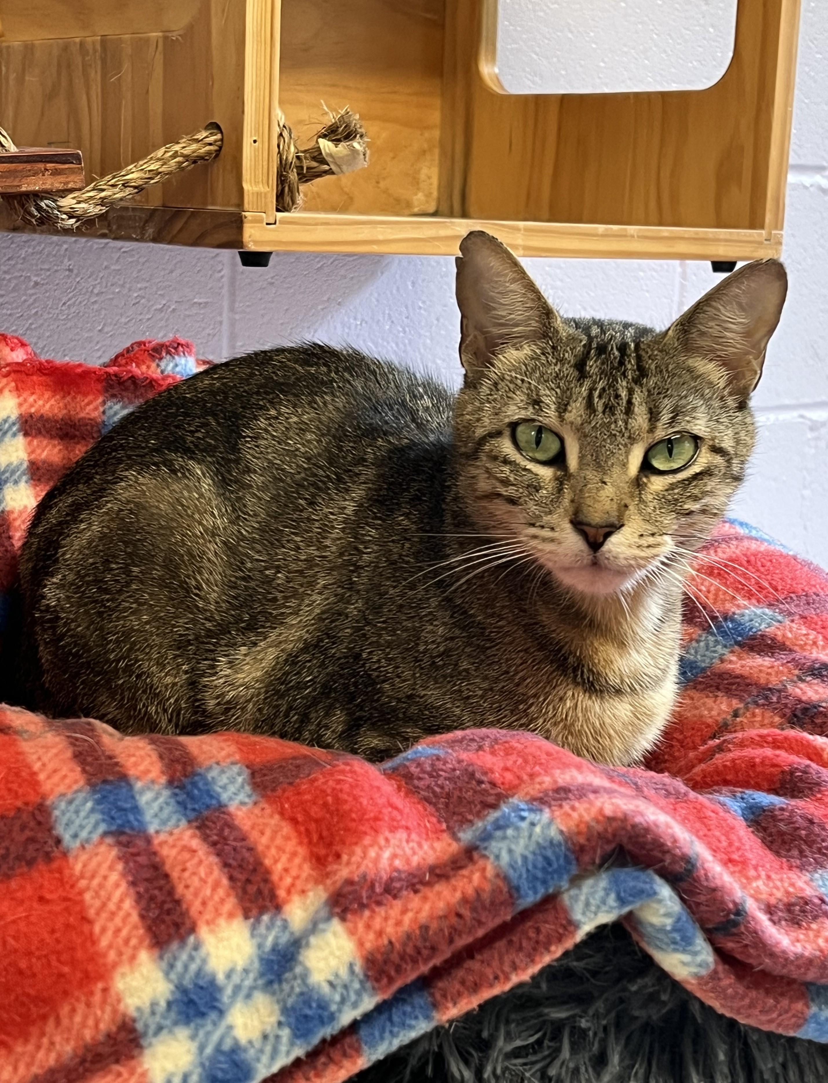 Enlarge Fudge, a Adoptable Domestic Short Hair in Harrison, NY image 3/6