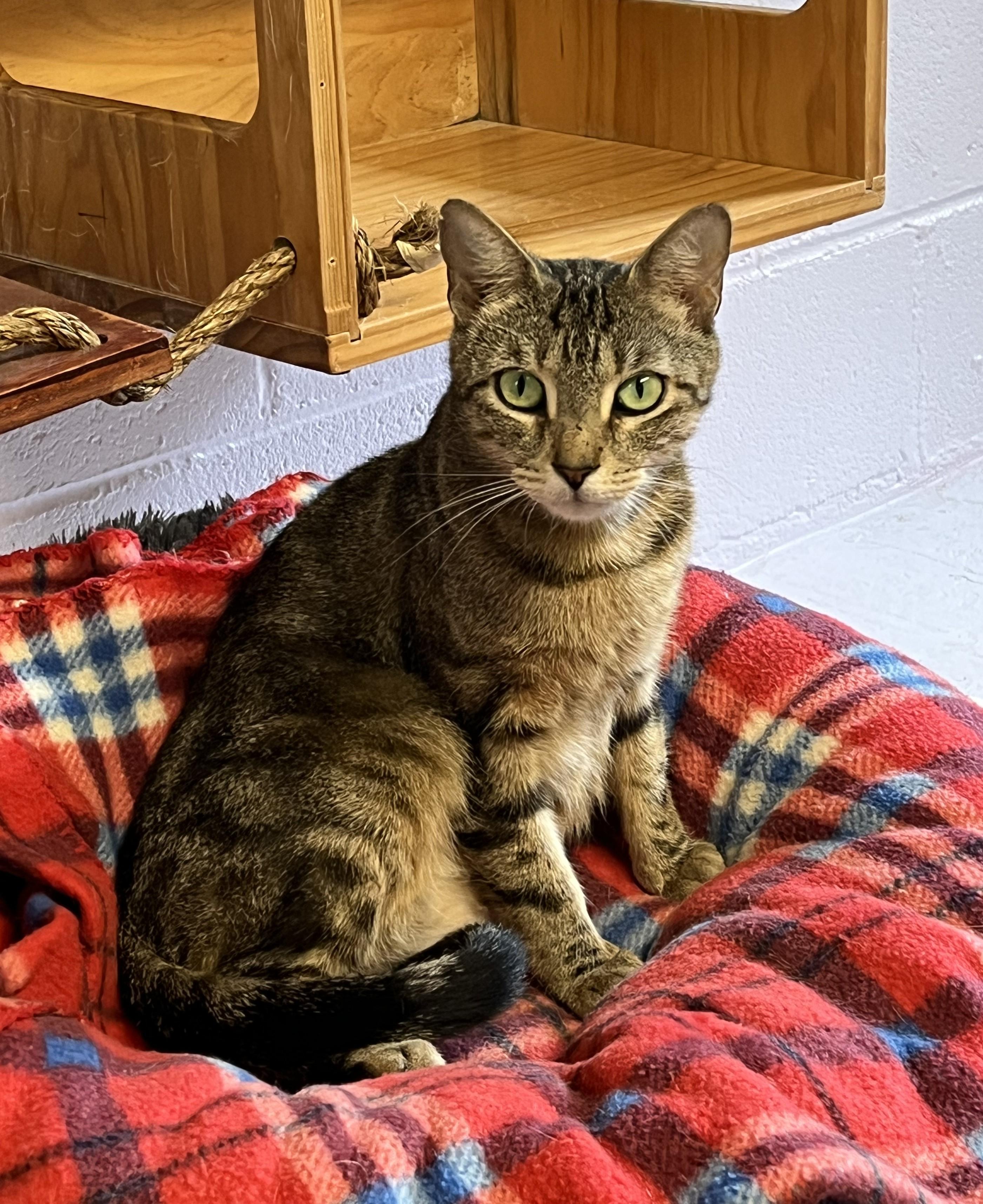 Enlarge Fudge, a Adoptable Domestic Short Hair in Harrison, NY image 1/6