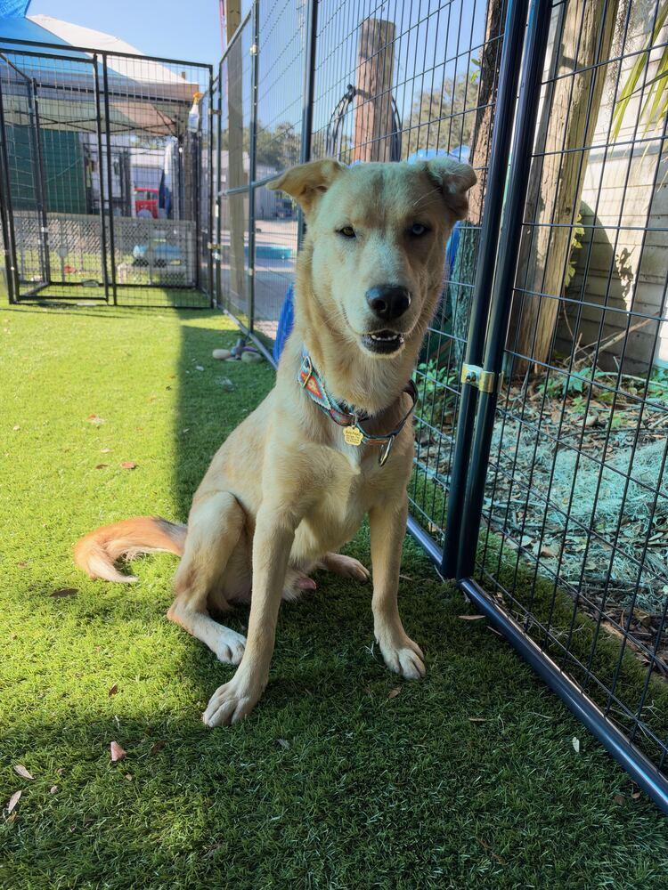 Enlarge Apollo, a Adoptable mixed breed in Lakeland, FL image 1/6