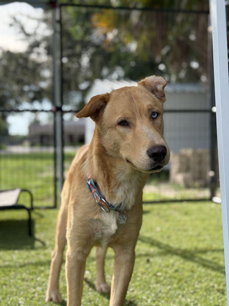 Enlarge Apollo, a Adoptable mixed breed in Lakeland, FL image 2/6