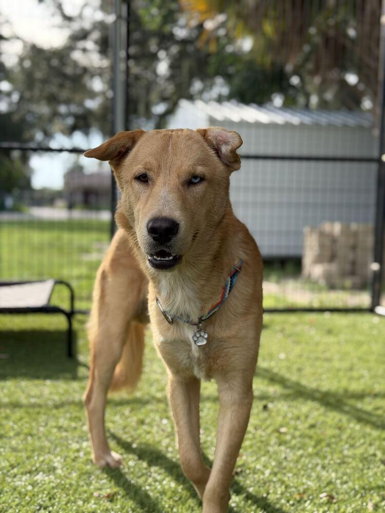 Enlarge Apollo, a Adoptable mixed breed in Lakeland, FL image 3/6