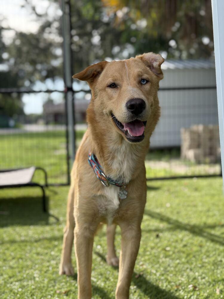 Enlarge Apollo, a Adoptable mixed breed in Lakeland, FL image 4/6