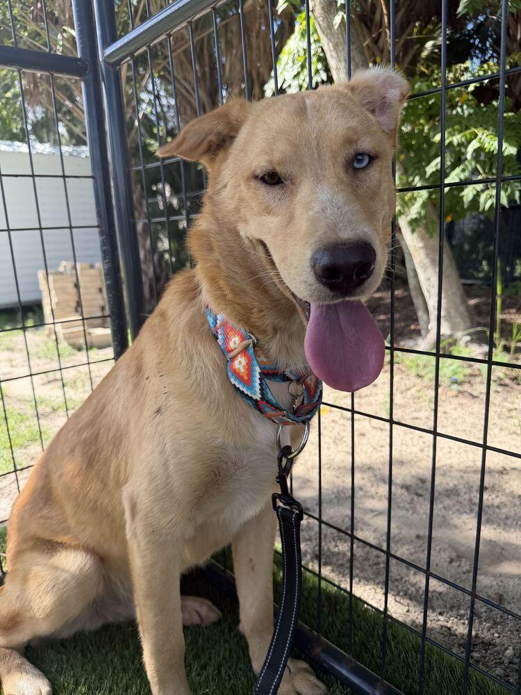 Enlarge Apollo, a Adoptable mixed breed in Lakeland, FL image 5/6