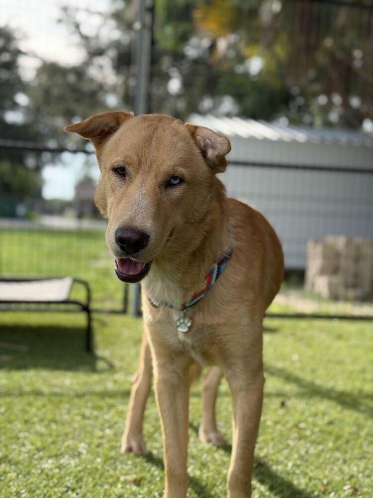 Enlarge Apollo, a Adoptable mixed breed in Lakeland, FL image 6/6