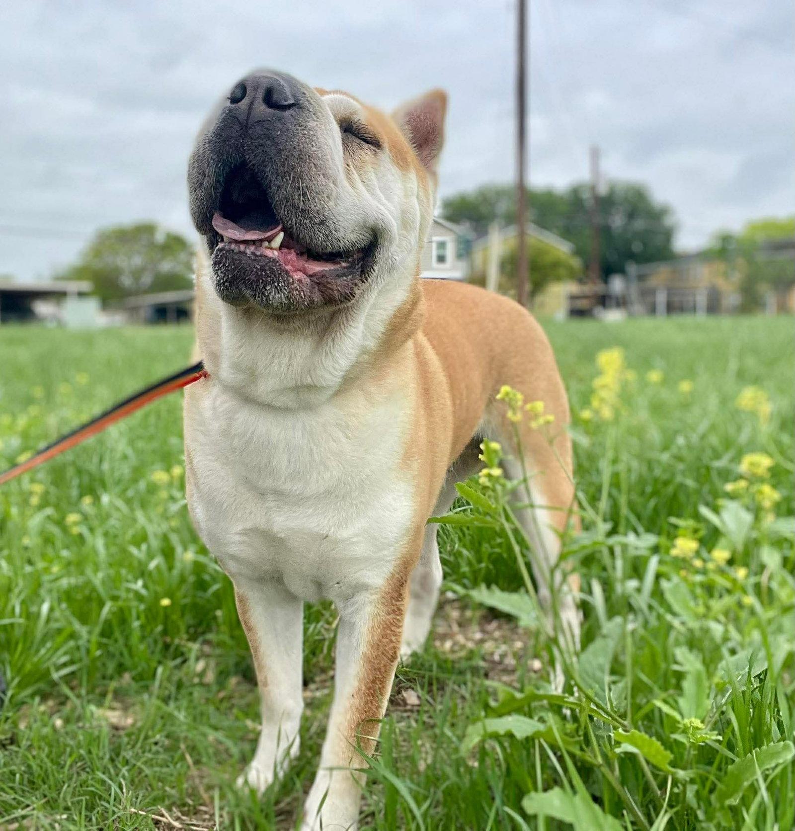 Natalia, Adoptable, Adult Female Shar-Pei.