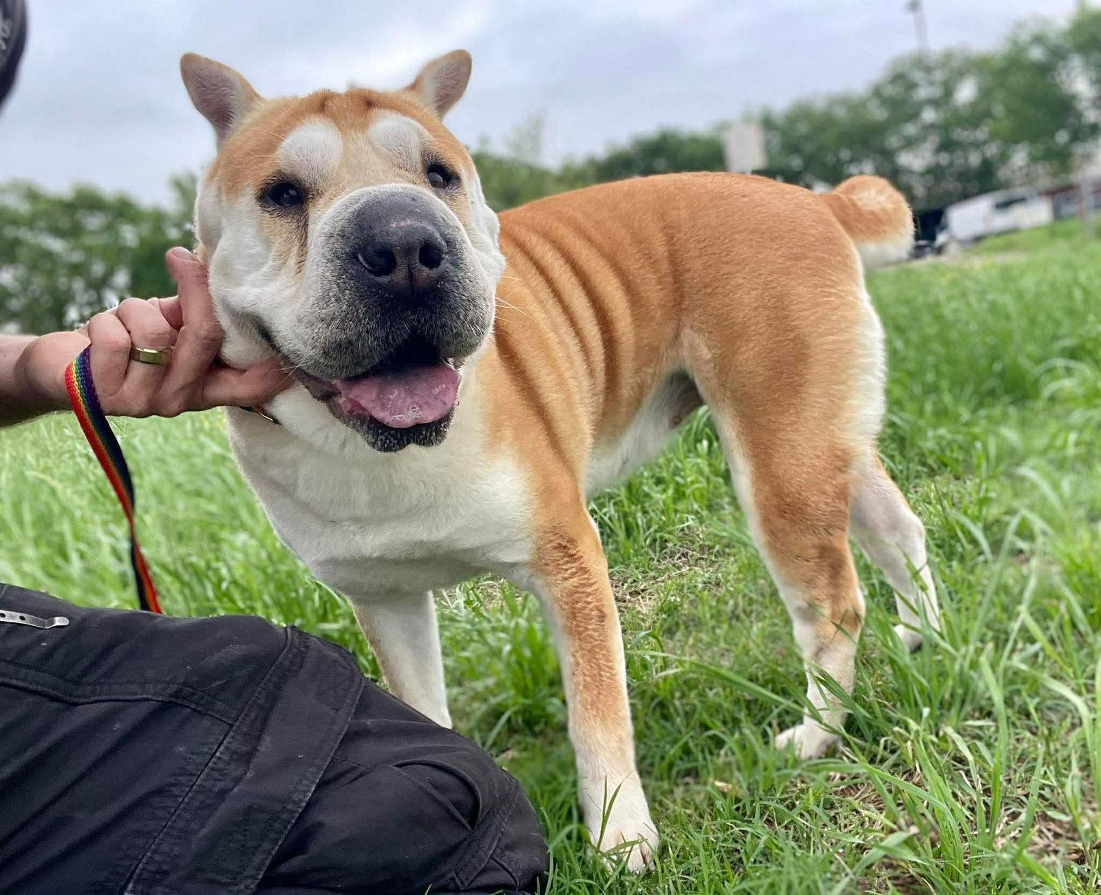 Enlarge Natalia, a Adoptable Shar-Pei in San Antonio , TX image 2/3