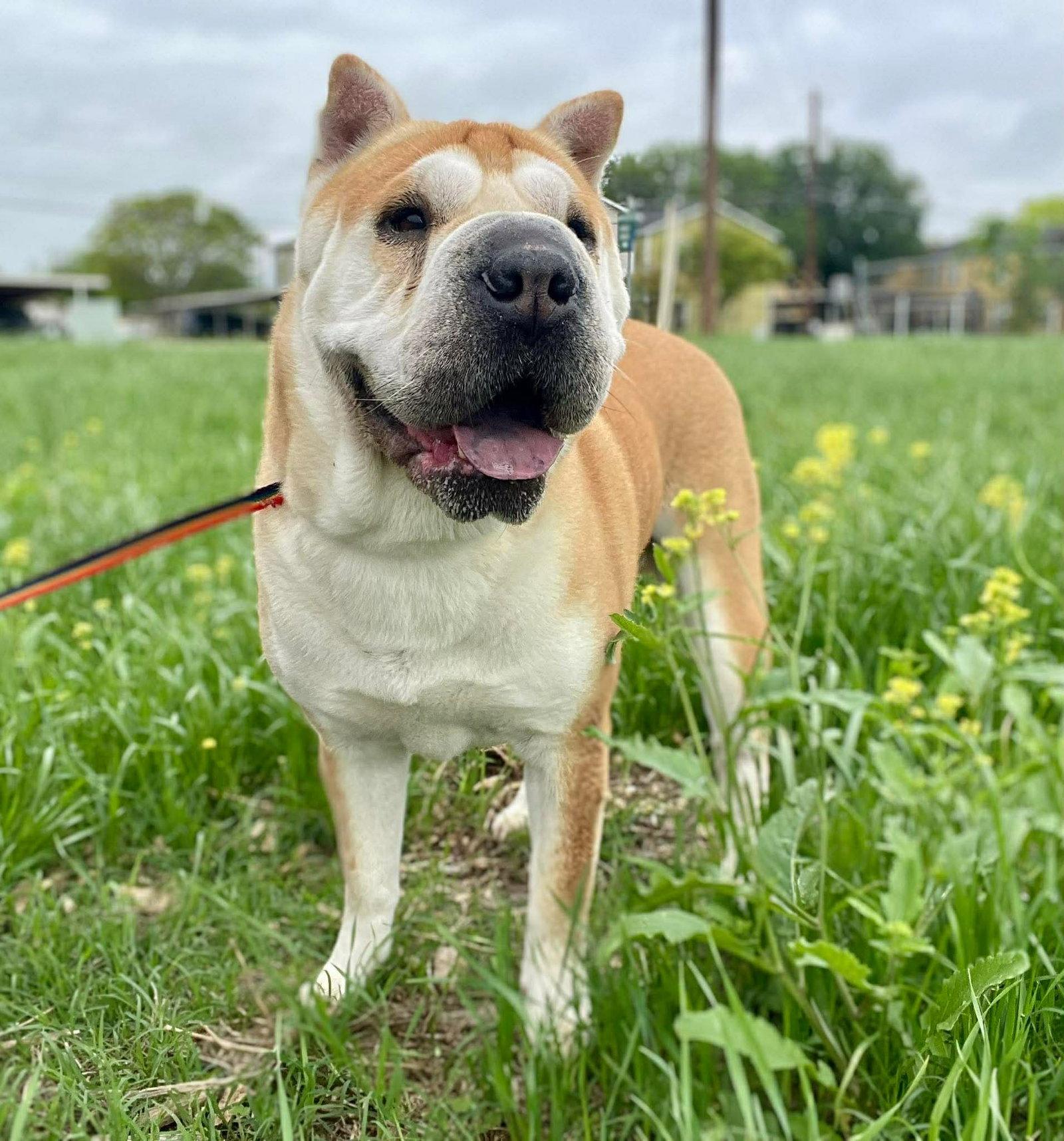 Enlarge Natalia, a Adoptable Shar-Pei in San Antonio , TX image 3/3