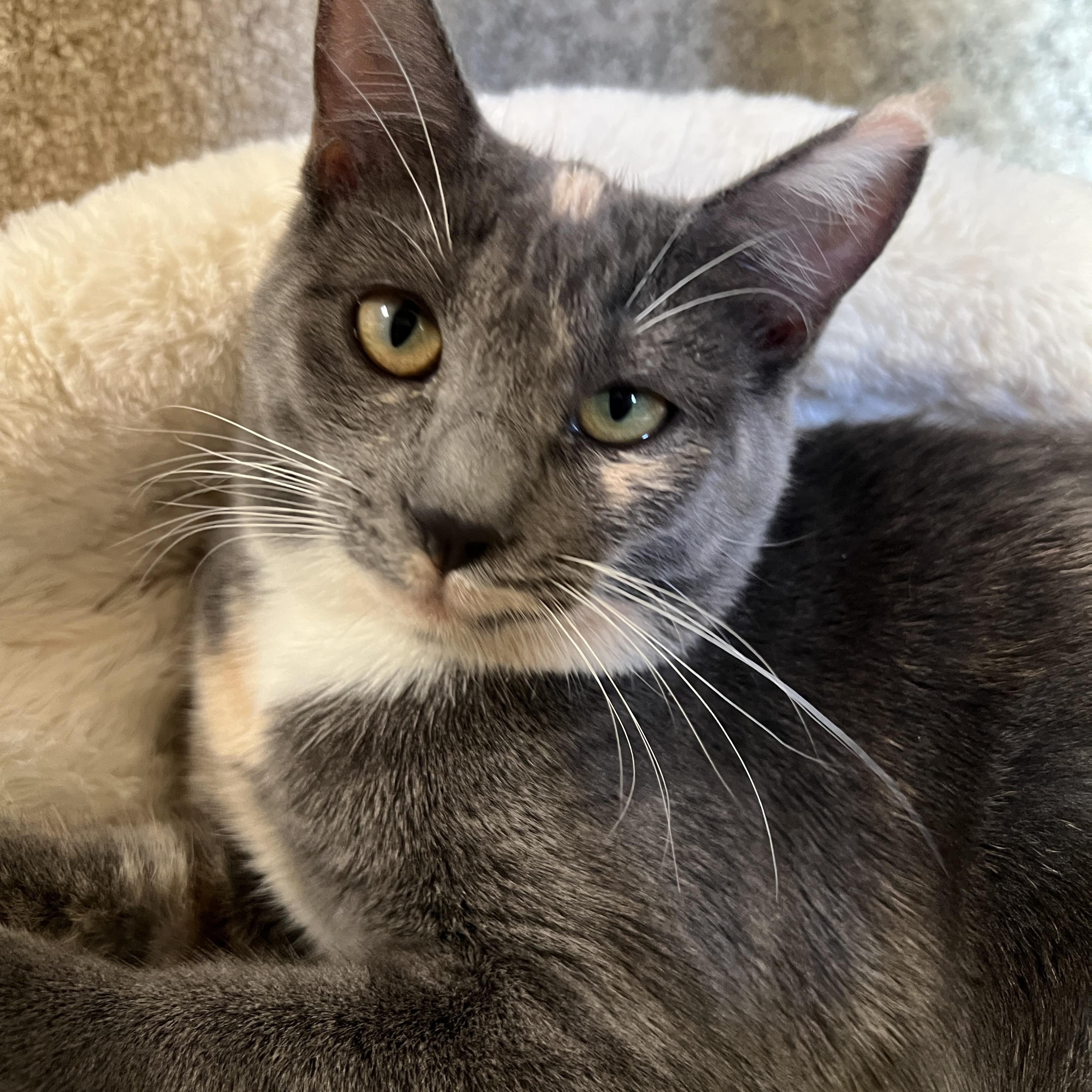 Enlarge Tent and Lantern, a Adoptable Domestic Short Hair in Grass Valley, CA image 2/3
