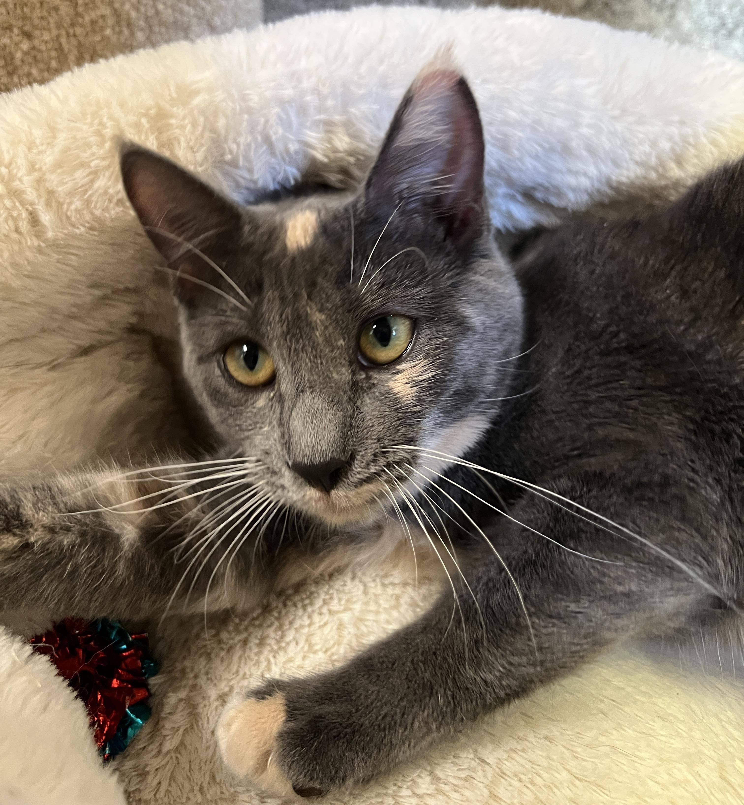Enlarge Tent and Lantern, a Adoptable Domestic Short Hair in Grass Valley, CA image 3/3