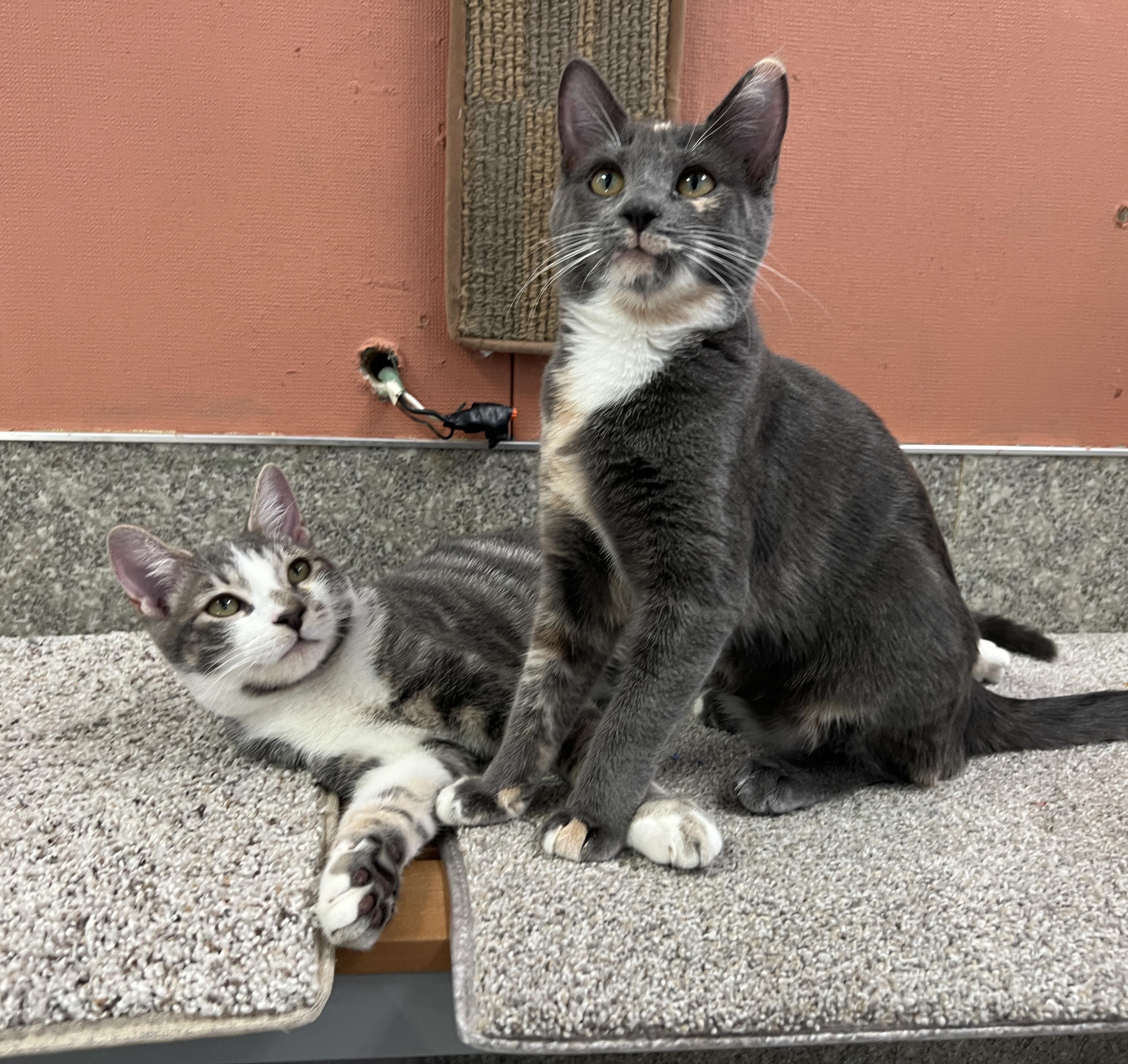 Tent and Lantern, Adoptable, Kitten Male Domestic Short Hair.