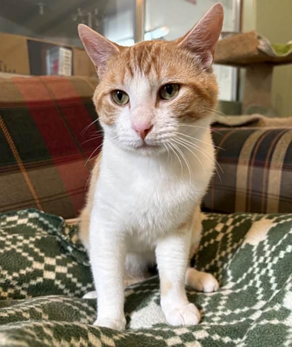 COLBY JACK, a ADOPTABLE mixed breed in Sequim, WA image 3/5
