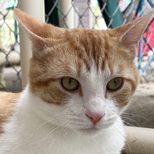 COLBY JACK, ADOPTABLE, Young Male Domestic Short Hair.