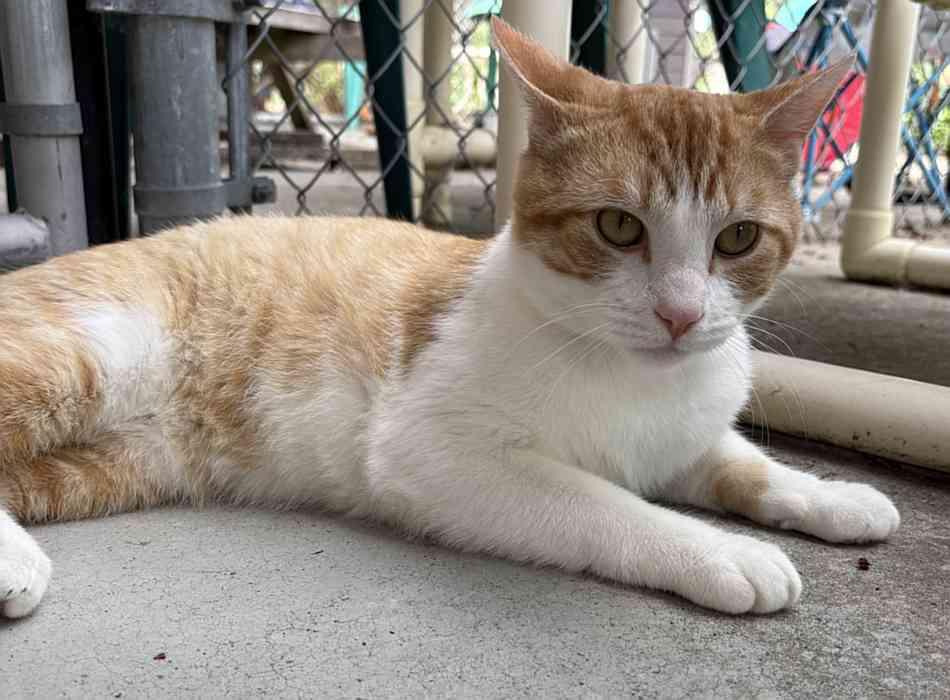 COLBY JACK, a ADOPTABLE mixed breed in Sequim, WA image 4/5