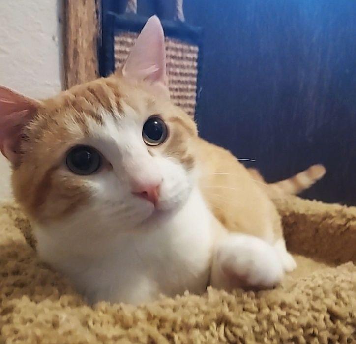 COLBY JACK, a ADOPTABLE mixed breed in Sequim, WA image 2/5