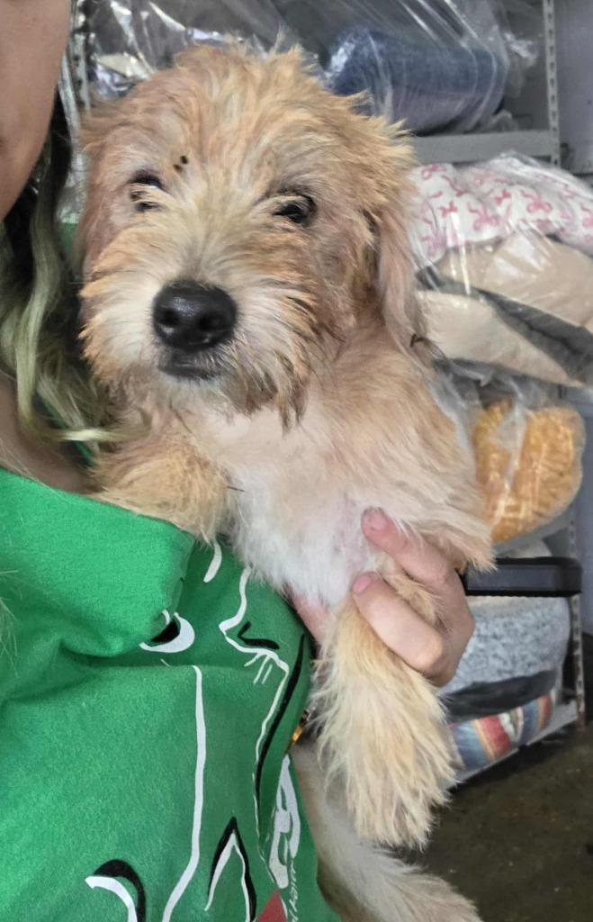 Lionel, a Adoptable mixed breed in Warren, MI image 1/2