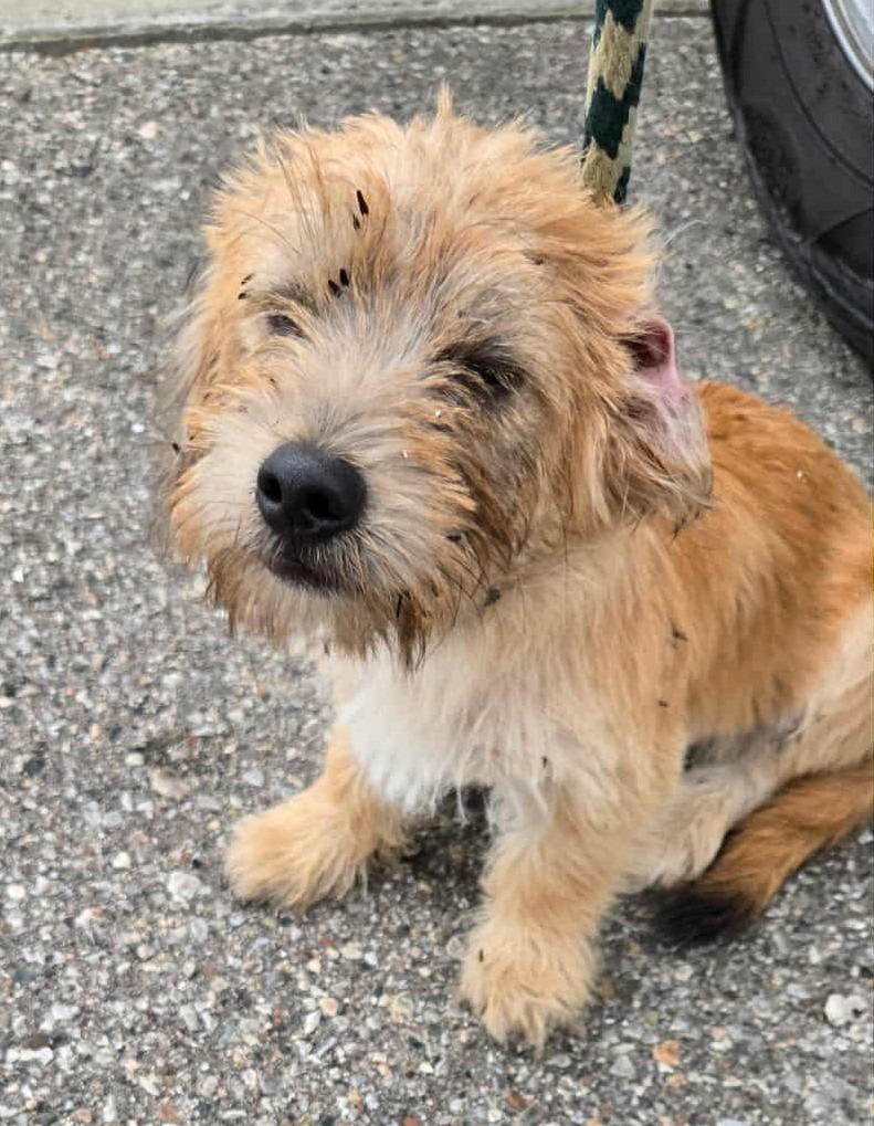 Enlarge Lionel, a Adopted mixed breed in Warren, MI image 1/2