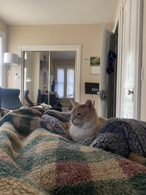 Enlarge Beasley, a ADOPTABLE Domestic Short Hair in Penfield, NY image 4/6