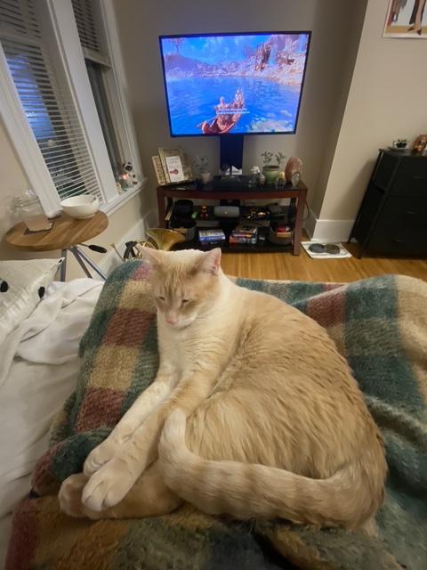 Enlarge Beasley, a ADOPTABLE Domestic Short Hair in Penfield, NY image 5/6