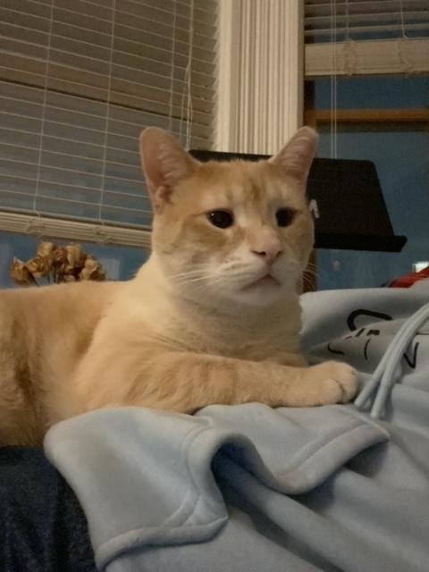 Enlarge Beasley, a ADOPTABLE Domestic Short Hair in Penfield, NY image 3/6