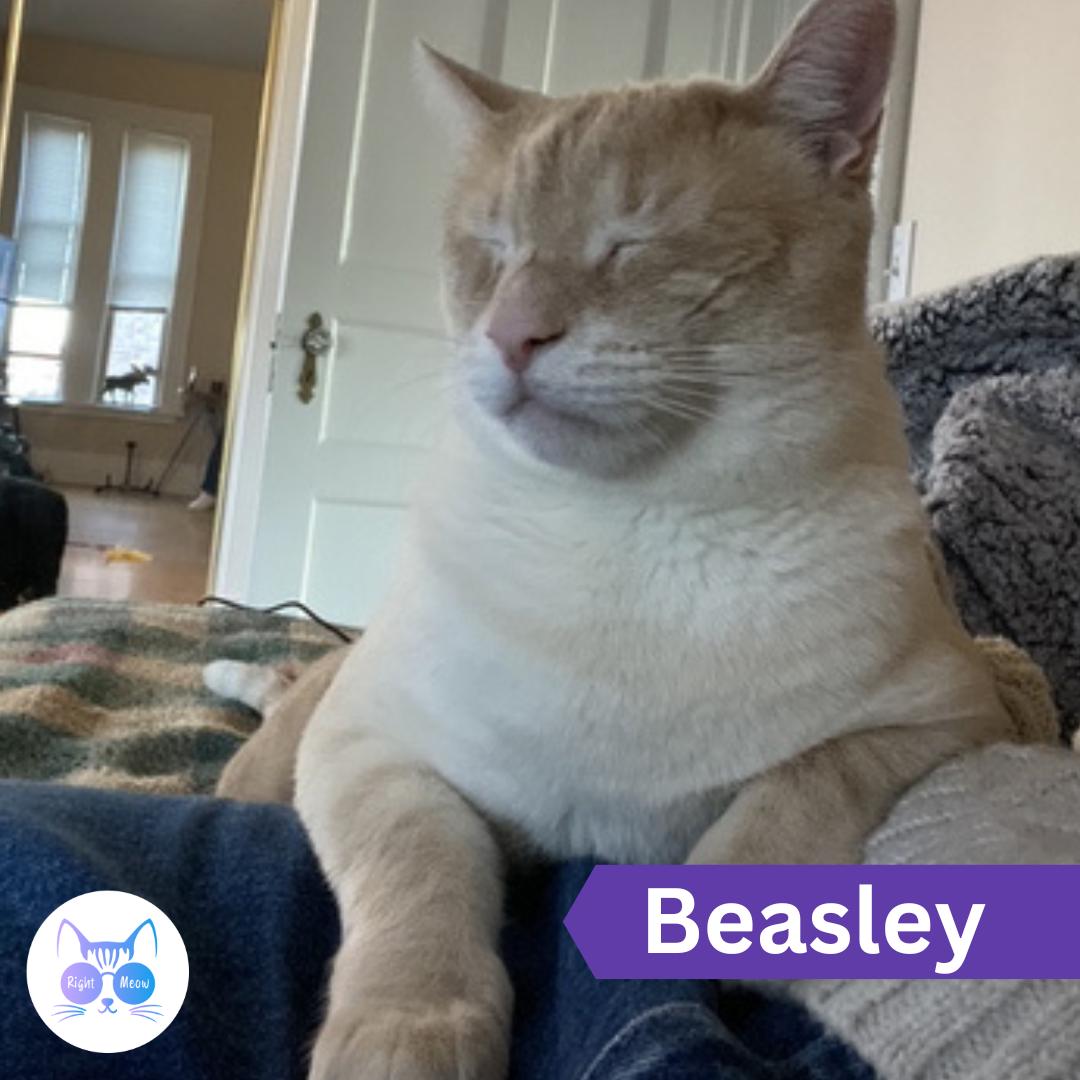 Enlarge Beasley, a ADOPTABLE Domestic Short Hair in Penfield, NY image 1/6