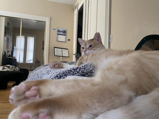 Enlarge Beasley, a ADOPTABLE Domestic Short Hair in Penfield, NY image 2/6