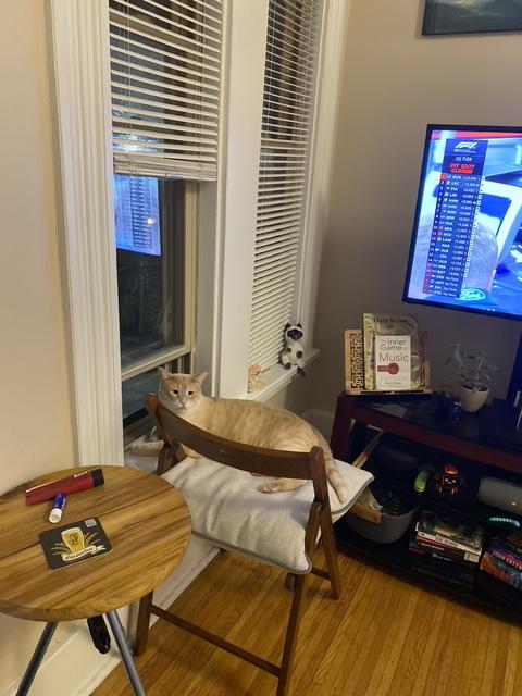 Enlarge Beasley, a ADOPTABLE Domestic Short Hair in Penfield, NY image 6/6