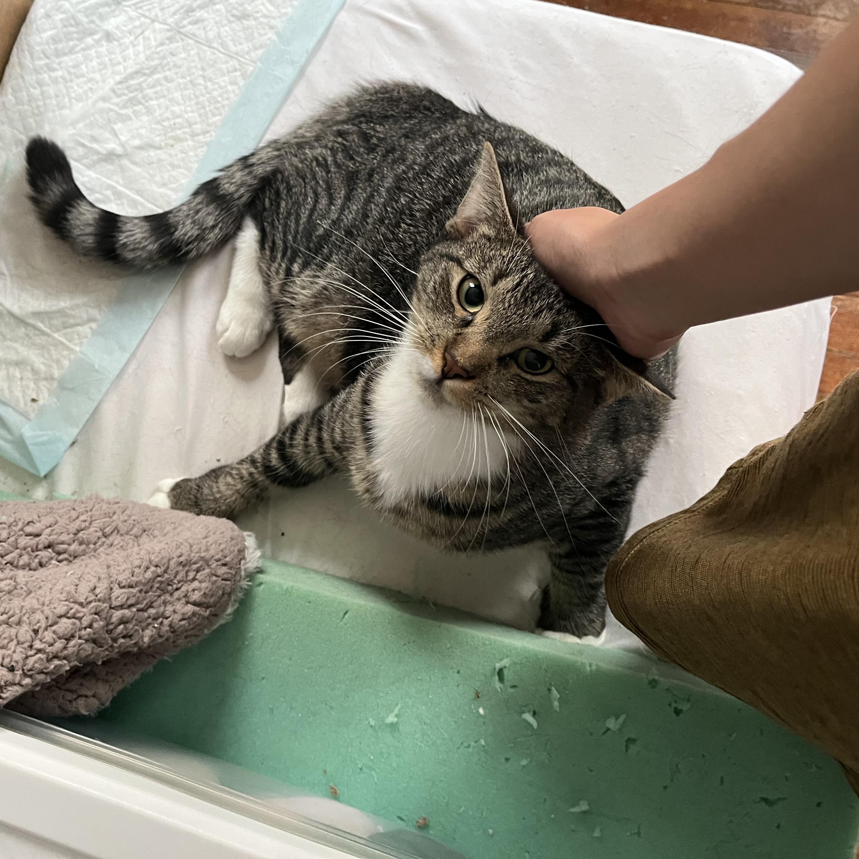 Enlarge Serotonin, a ADOPTABLE American Shorthair in Highland Park, NJ image 3/6