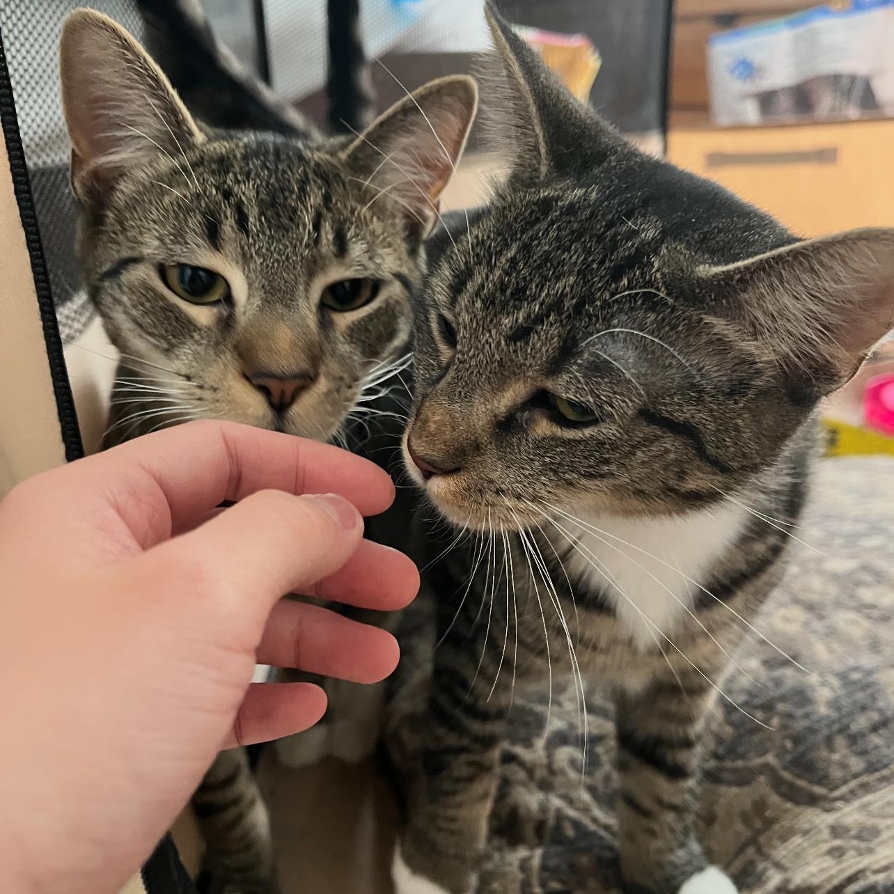 Enlarge Serotonin, a ADOPTABLE American Shorthair in Highland Park, NJ image 6/6