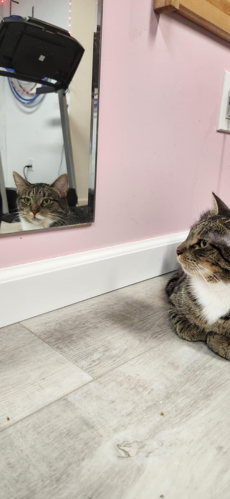 Enlarge Serotonin, a ADOPTABLE American Shorthair in Highland Park, NJ image 4/6
