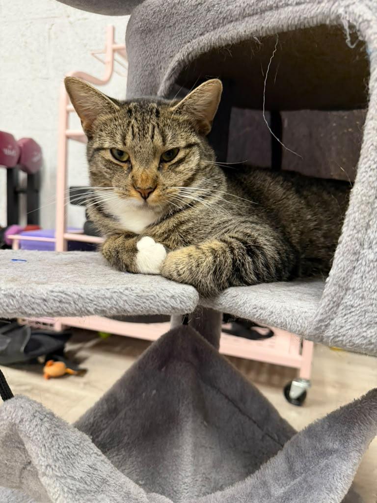 Enlarge Serotonin, a ADOPTABLE American Shorthair in Highland Park, NJ image 5/6