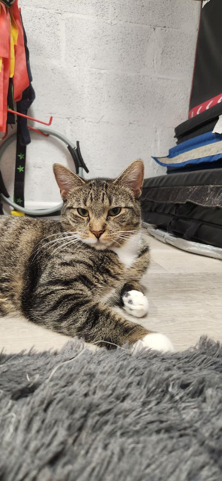 Serotonin, ADOPTABLE, Kitten Female American Shorthair.