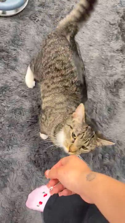 Enlarge Serotonin, a ADOPTABLE American Shorthair in Highland Park, NJ video 2/6