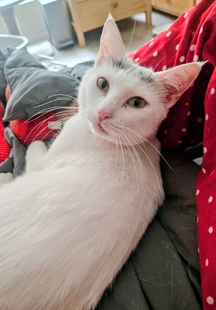 Piper, Adoptable, Adult Female Domestic Medium Hair.