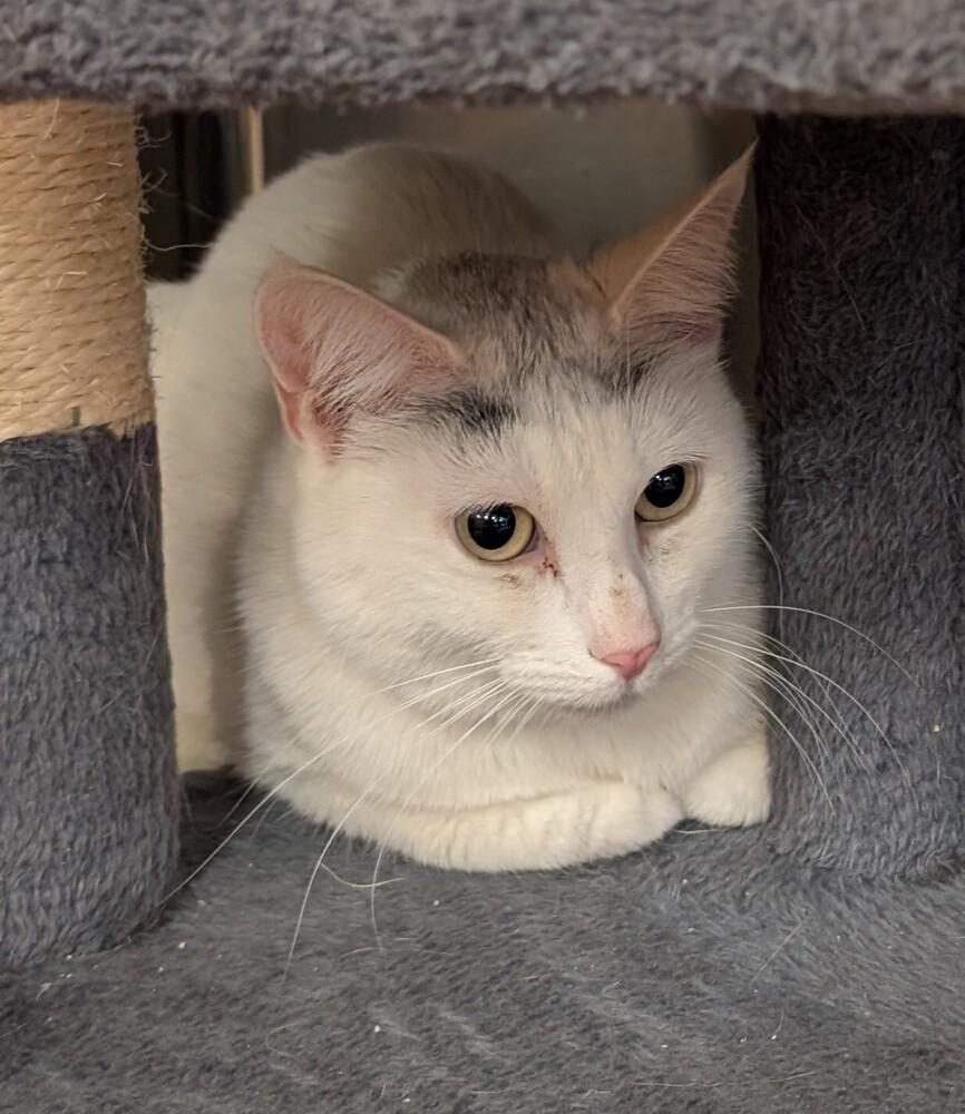 Piper, Adoptable, Adult Female Domestic Medium Hair.