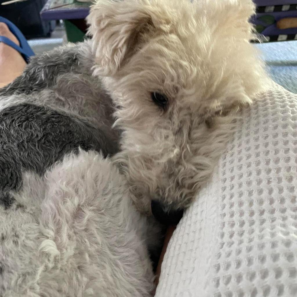 WINNIE, Adoptable, Senior Female Fox Terrier.