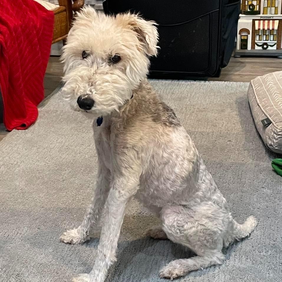 Enlarge WINNIE, a Adoptable mixed breed in Palm City, FL image 2/3