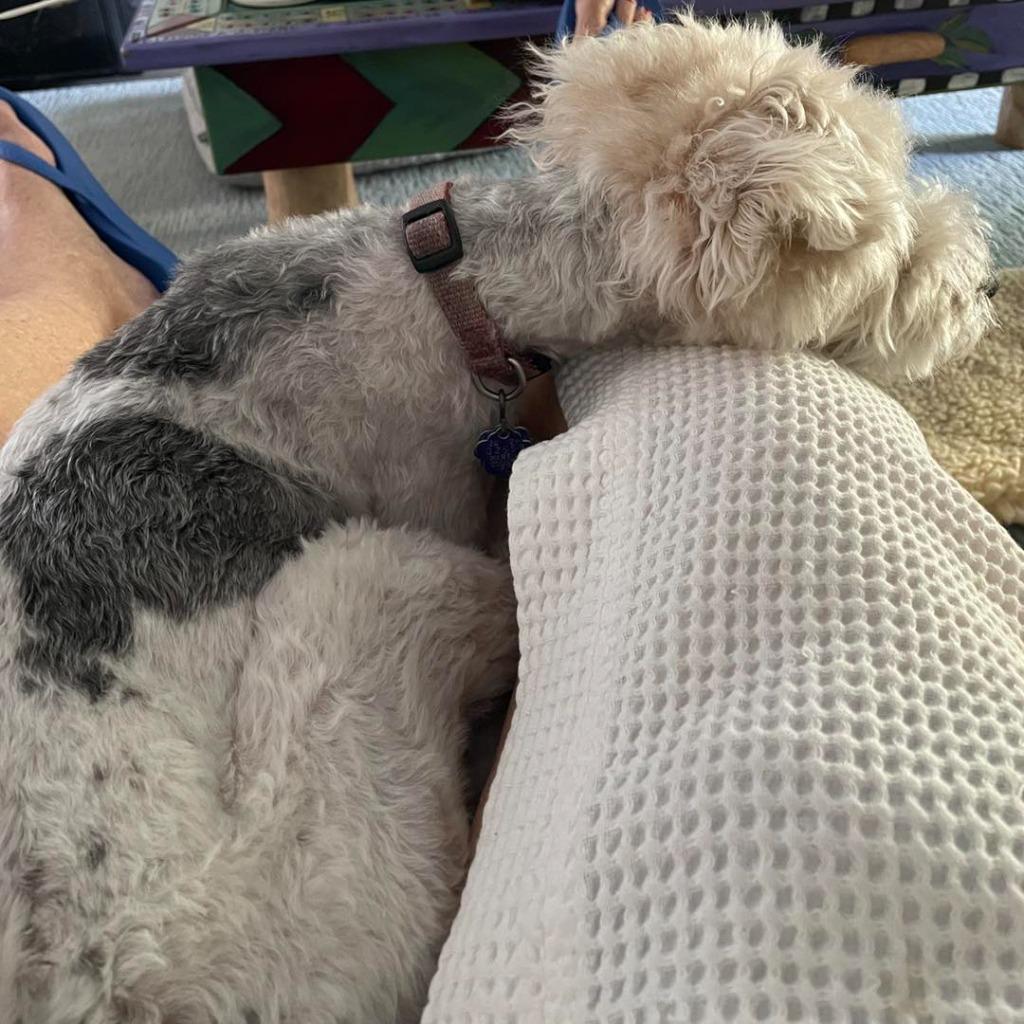 Enlarge WINNIE, a Adoptable mixed breed in Palm City, FL image 3/3